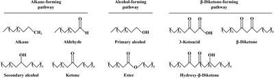 Cuticular wax in wheat: biosynthesis, genetics, and the stress response